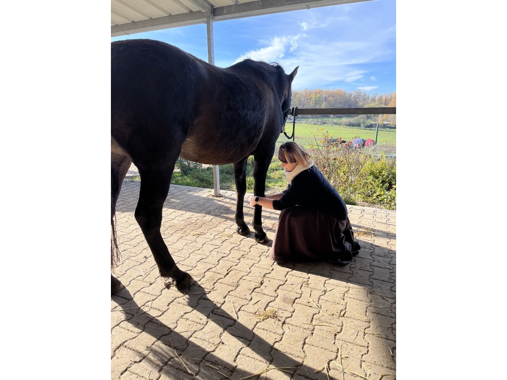 Manuální terapie koní