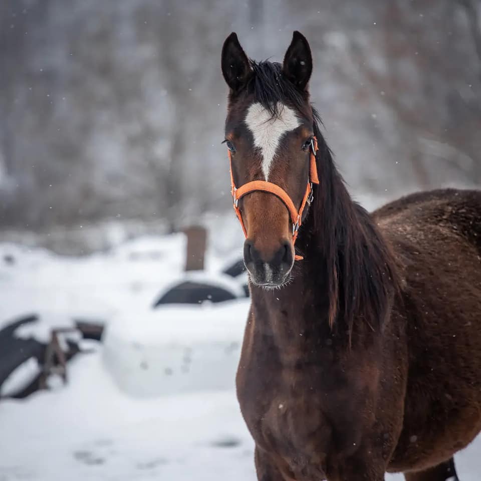 Antibiotika a koňský mikrobiom