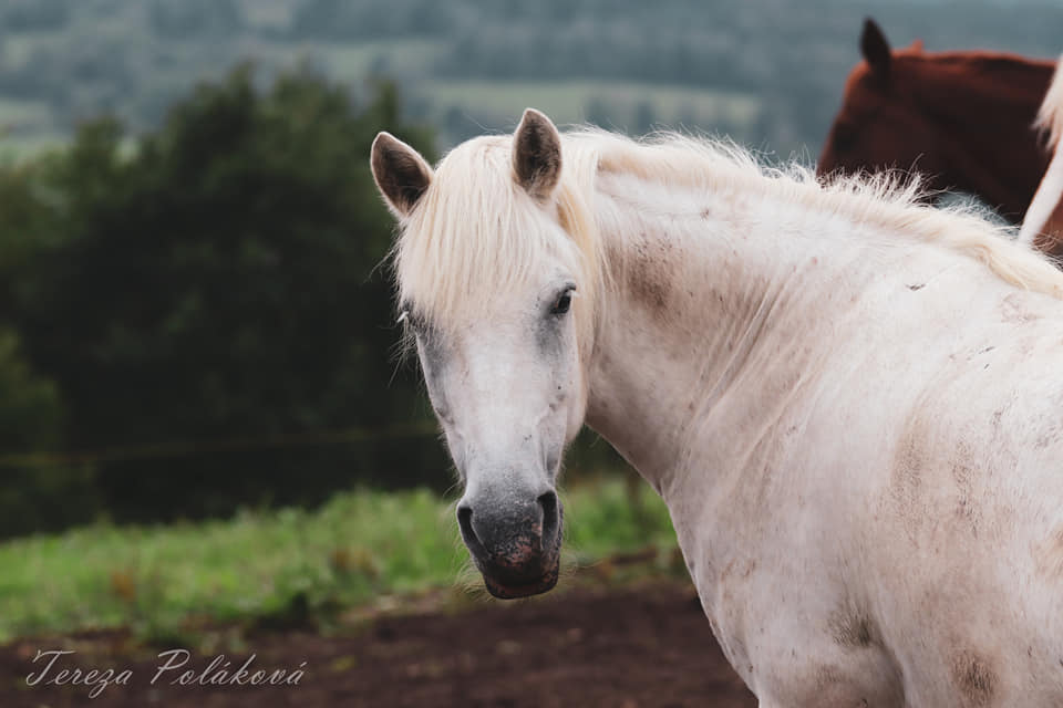 Laminitida a mikrobiom