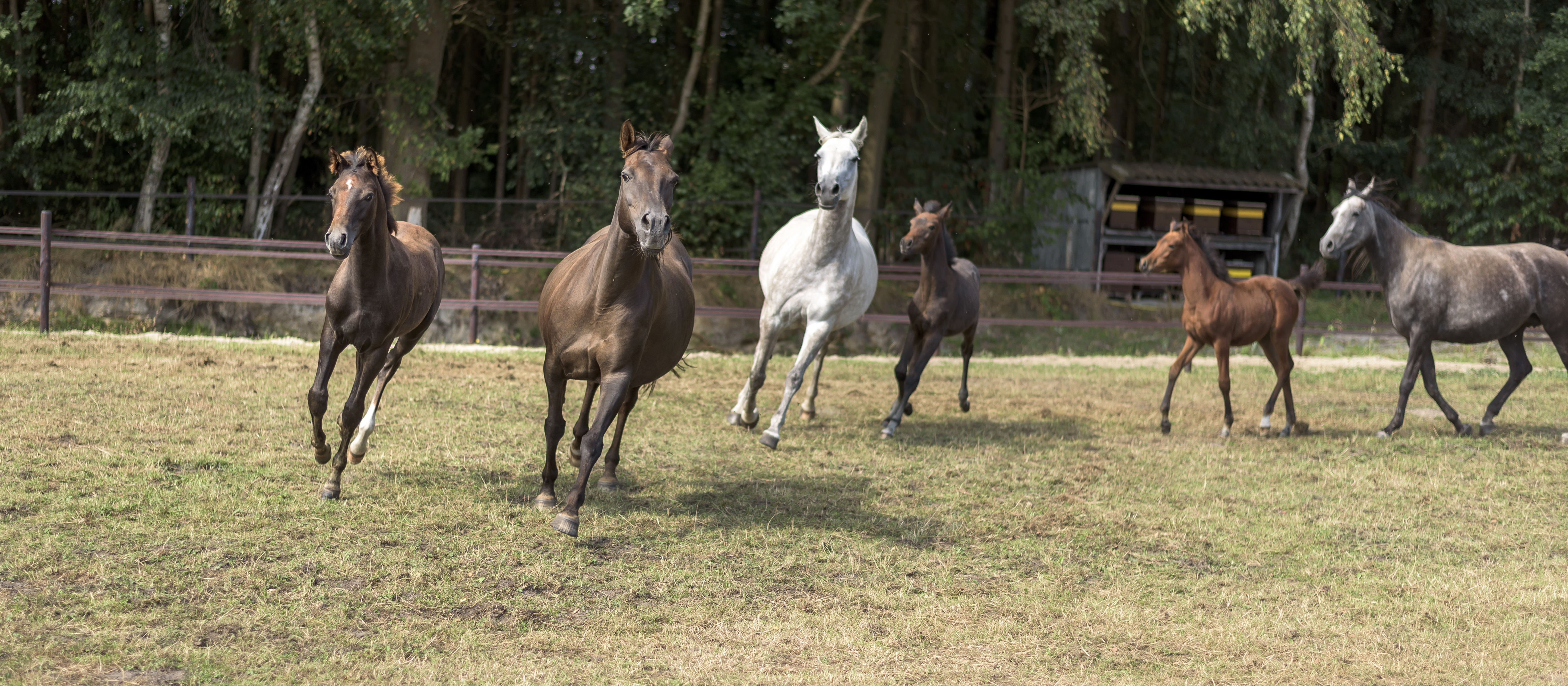 horses-standing-field