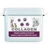 Collagen 2