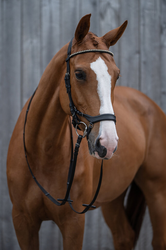 Jak vybrat uzdečku, která bude slušet i sedět