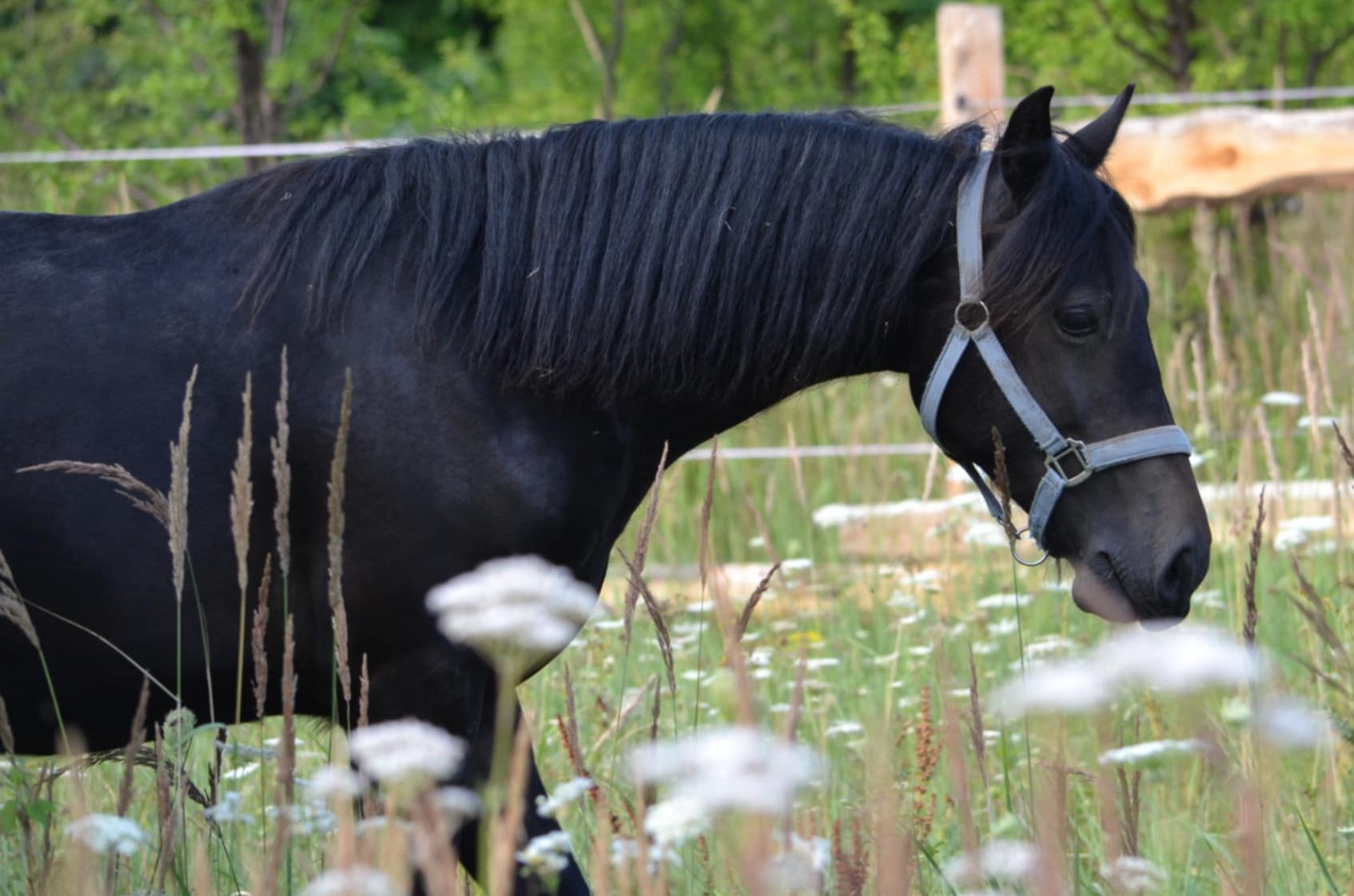 🌱 Jarní přechod ze sena na pastvu – jak to udělat bezpečně