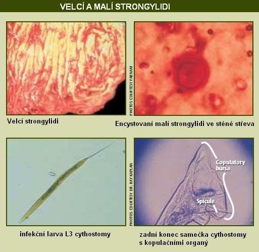 strongylidi