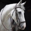 origin drop noseband bridle
