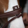 Origin anatomic flash noseband bridle (2)