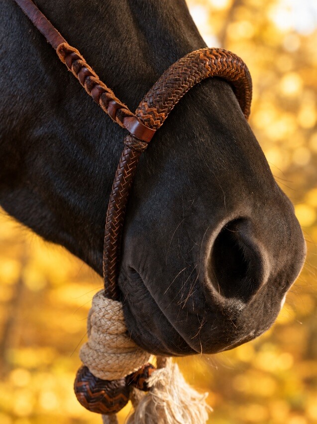 Bosal
