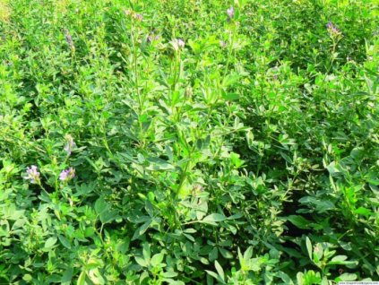 Vojtěška úsušek, granule 20kg Mikrop