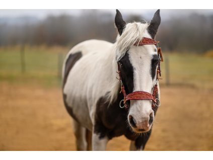Kožený sidepull Latigo – russet s latigo s toolingem na koni