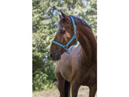 Měkce podložená ohlávka Neon