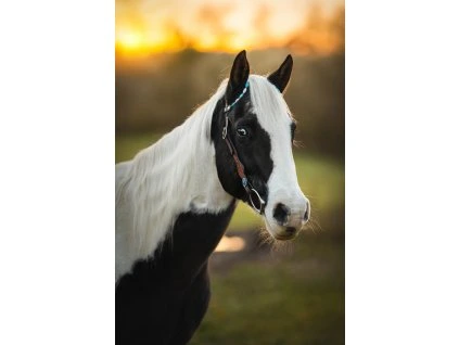 Westernová uzdečka dvouuška Billie