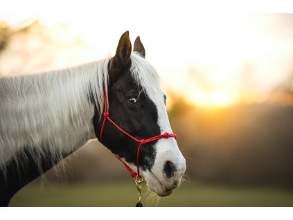 Equiwest 18 plna╠ü kvalita