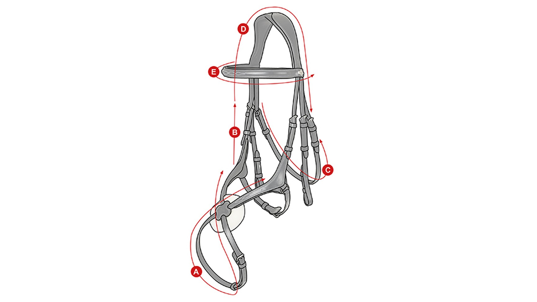 GrackleBridle_Size