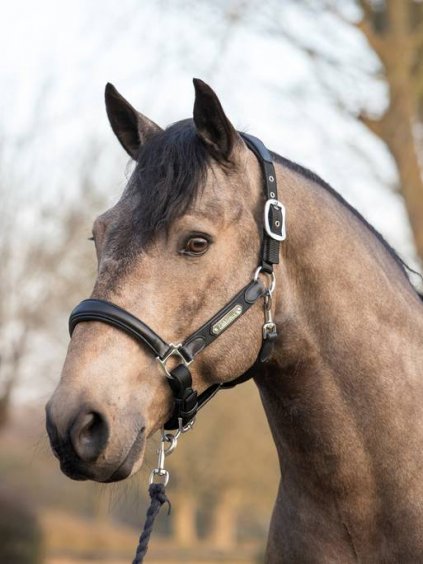 lm capellaheadcollar black1 hr 1