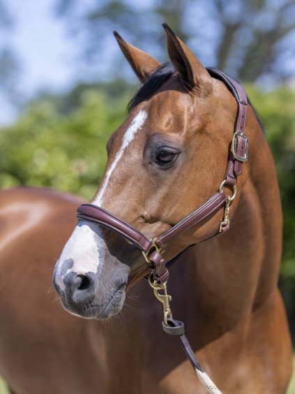 lm anatomicheadcollar brown3 hr