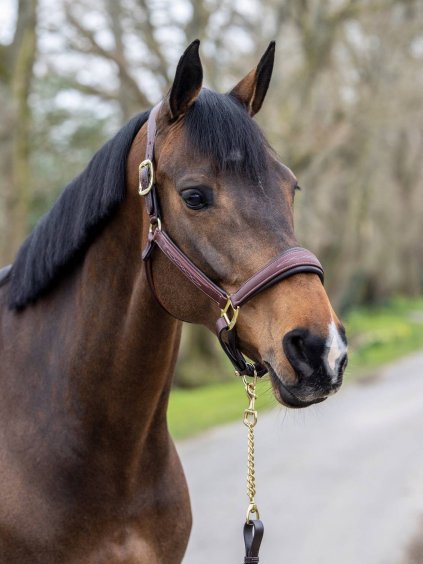 lm leatherheadcollar brown1 hr 1 1