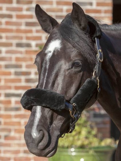 Sada pravých beránků na ohlávku LeMieux Lambskin Headcollar Set Black