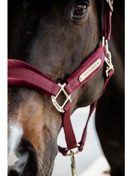 Ohlávka se sametovým podložením Kentucky Velvet Bordeaux