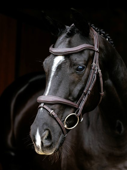 it06906 lifestyle kudoscontourflashbridle brown 5