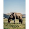 Arika Ripstop 50g Turnout Rug Alpine (Velikost 170cm)
