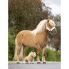 it04582 lifestyle toypony cloud 5 copy