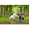 GROUP lifestyle toyponylemon toydonkeydaphne 02