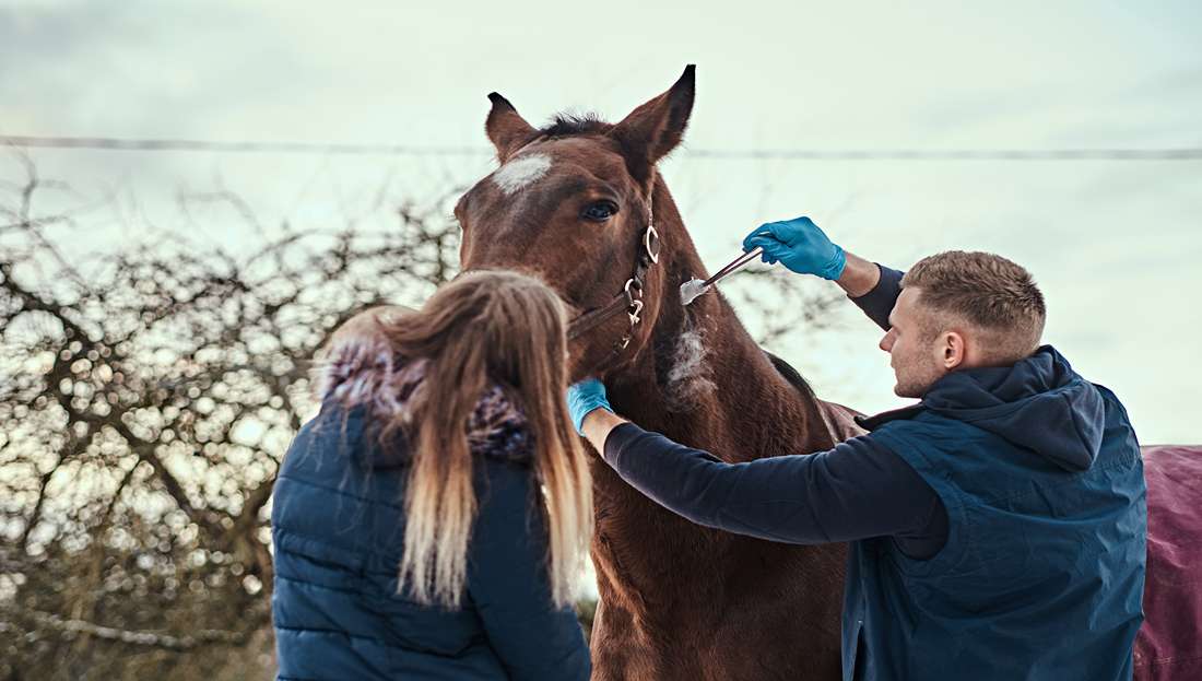 Co všechno musí obsahovat lékárnička pro koně a ještě něco navíc