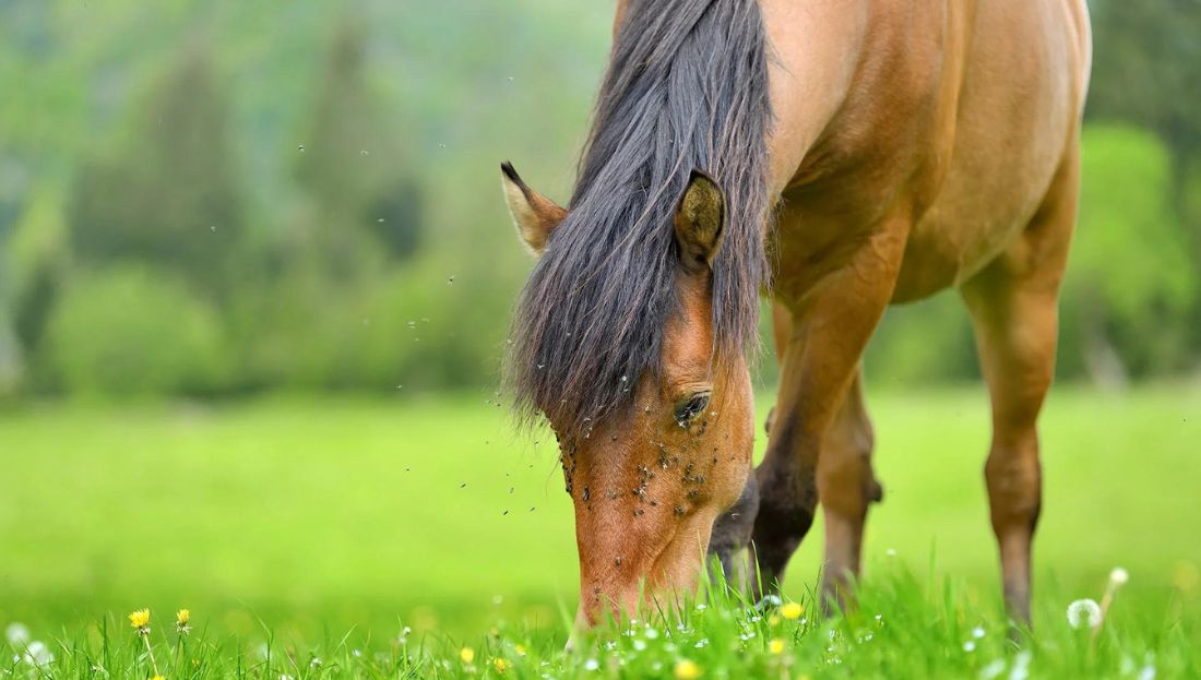 Koně a hmyz