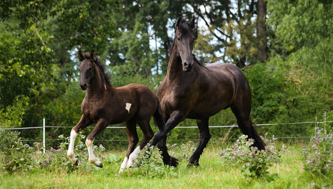Porod hříbat: Průběh a pomoc klisně, prevence a léčba placentitidy