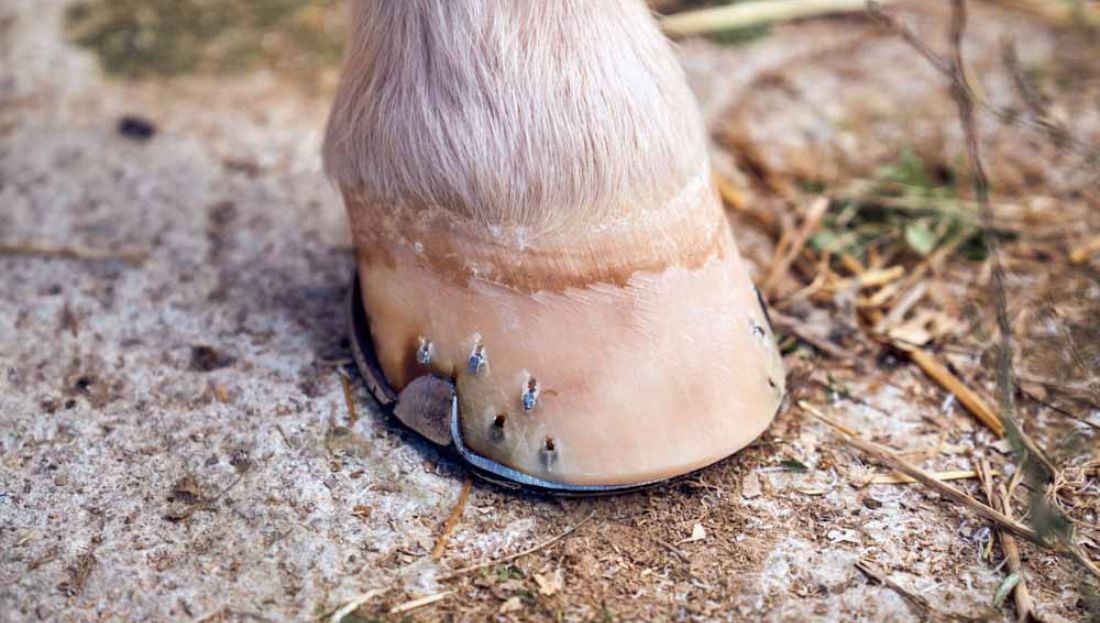 Schvácení kopyt – laminitis