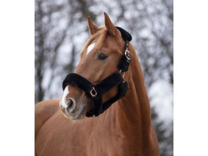 EQUITHEME Ohlávka Teddy s rosegold kováním černá, COB
