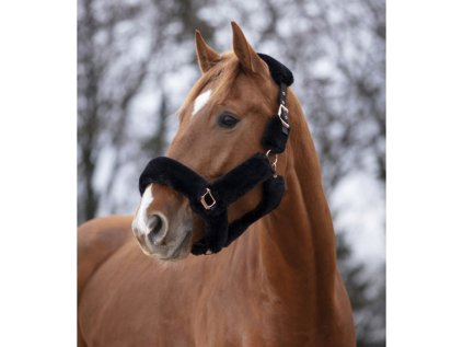 EQUITHEME Ohlávka Teddy s rosegold kováním černá, FULL