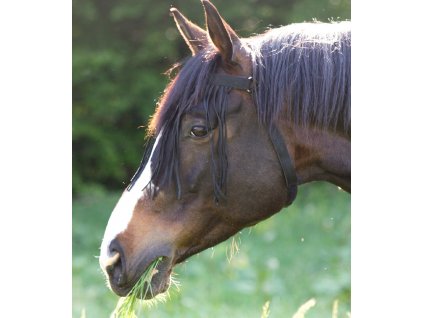Třásně proti hmyzu Waldhausen, nastavitelné (Velikost PONY, Barva black)