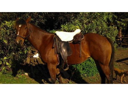 Beránek na westernové sedlo- 100% merino bilé