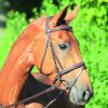 STAR Uzdečka Lifestyle (Velikost MINISHETTY, Barva black)