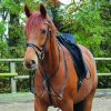 STAR Martingal (Velikost PONY, Barva black)