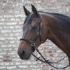 Bezudidlovka Linda Tellington-Jones Lindell (Velikost PONY, Barva black)
