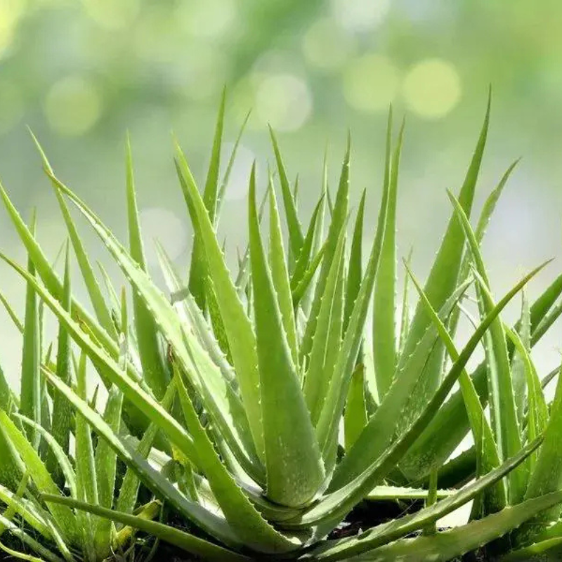 Zzran inky aloe vera na vlasy i ple