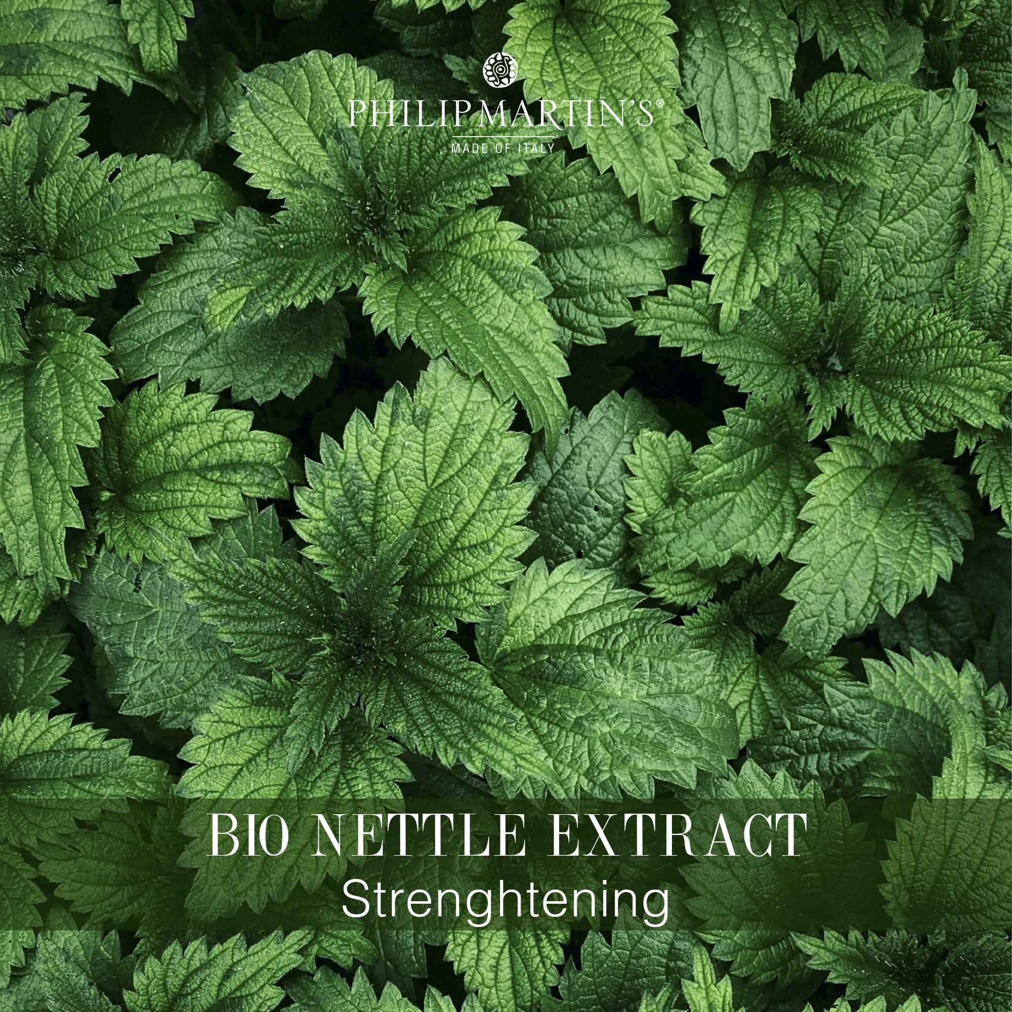 Kopřiva a její účinek na mastné vlasy