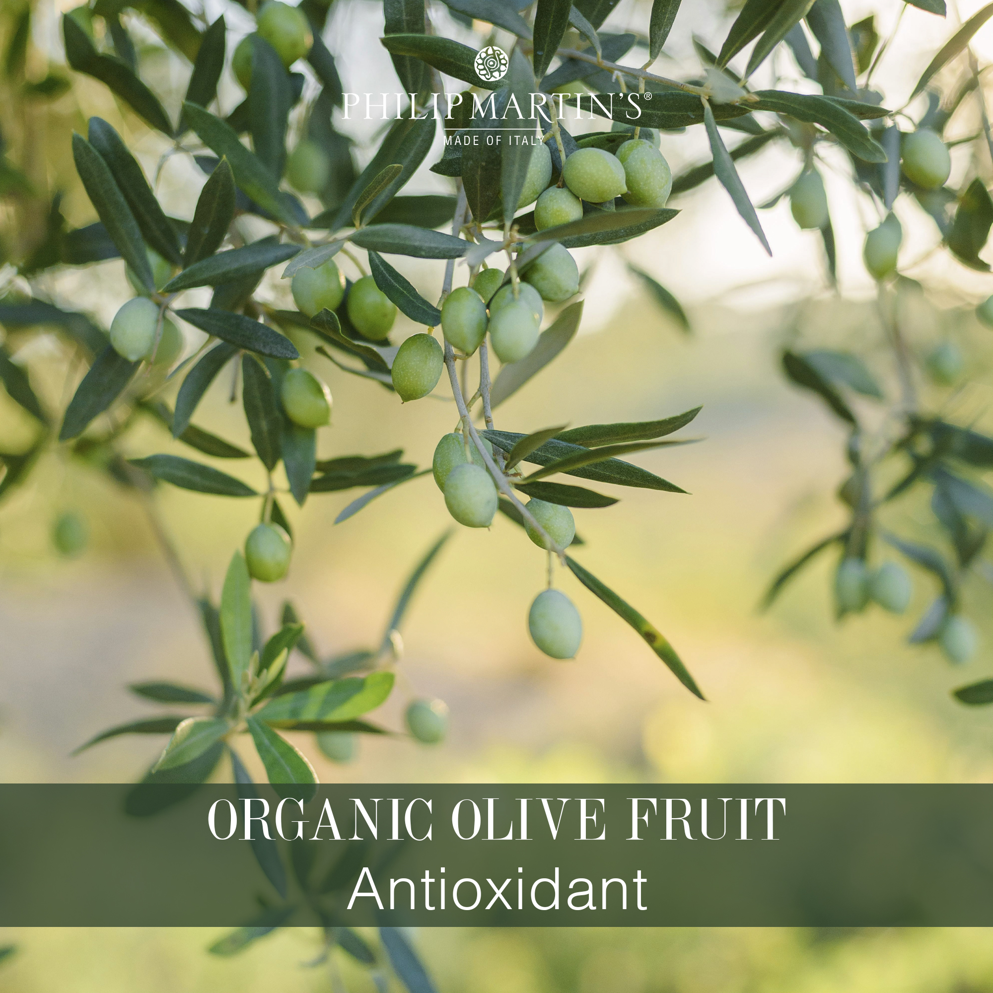 Olivy a jejich přínos pro zdravé vlasy