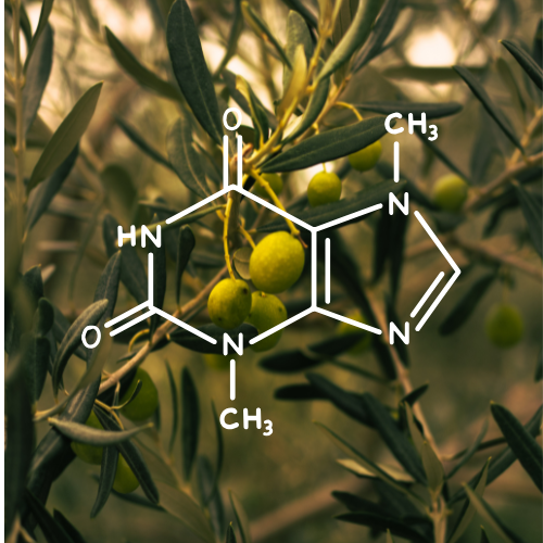 Polyfenoly z oliv