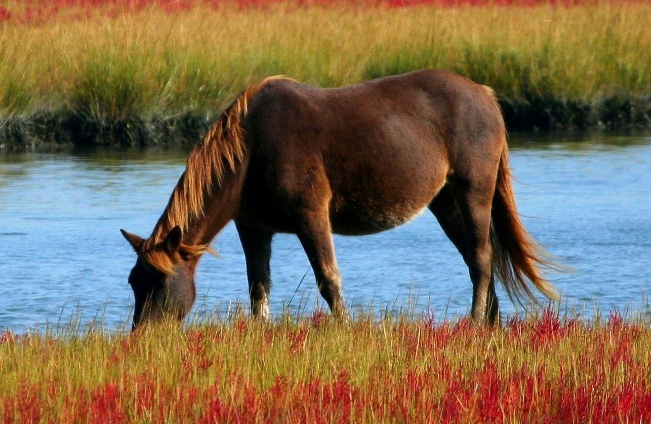 Žaludeční vředy u koní