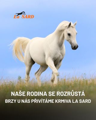 🚨Novinka na obzoru🐴✨ Brzy u nás najdete krmiva @krmivalasard 🤩 www.ernel.cz #horses #horsesoninstagram #novinky