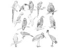 Papagei, Fink, Kakadu, Vögel, Tauben