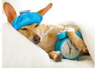 Veterinärbedarf und Medikamente