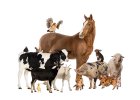 Schaf, Kuh, Ziege, Pferd, Schwein