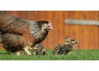 Henne, Ente, Gans