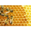 2022 720x480headers 0006 small bee honeycomb