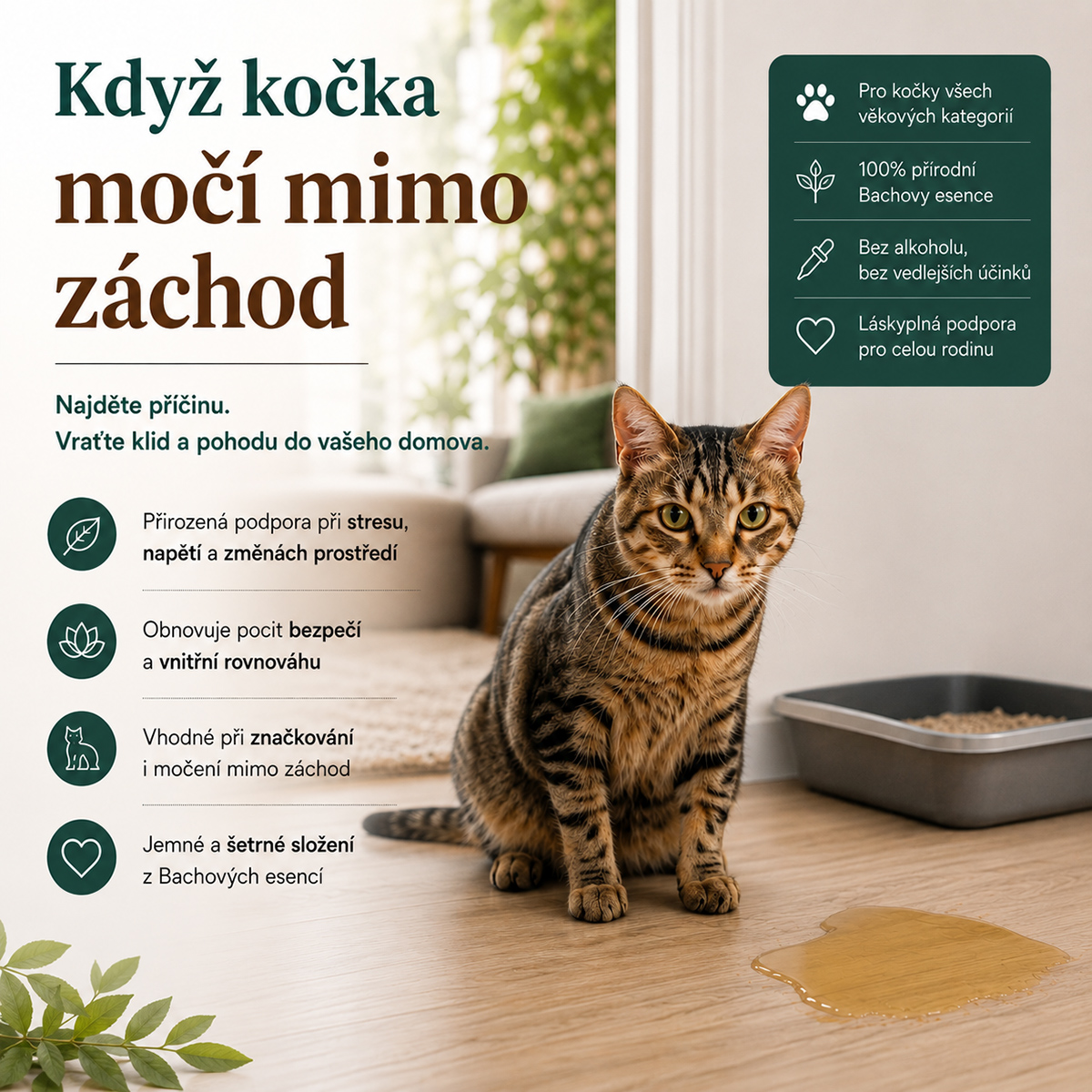Kočka močí mimo záchod, proč to dělá a co vám tím může říkat?