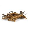 cordyceps superionherbs pharmacopea